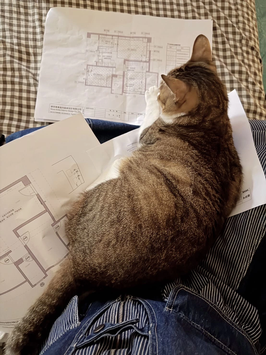 MUSE ARISTO 繆思雅集在規劃寵物健康宅時，與寵物貓的互動