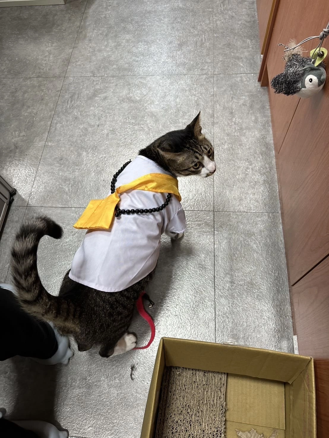 MUSE ARISTO 繆思雅集在規劃寵物健康宅時，與寵物貓的互動