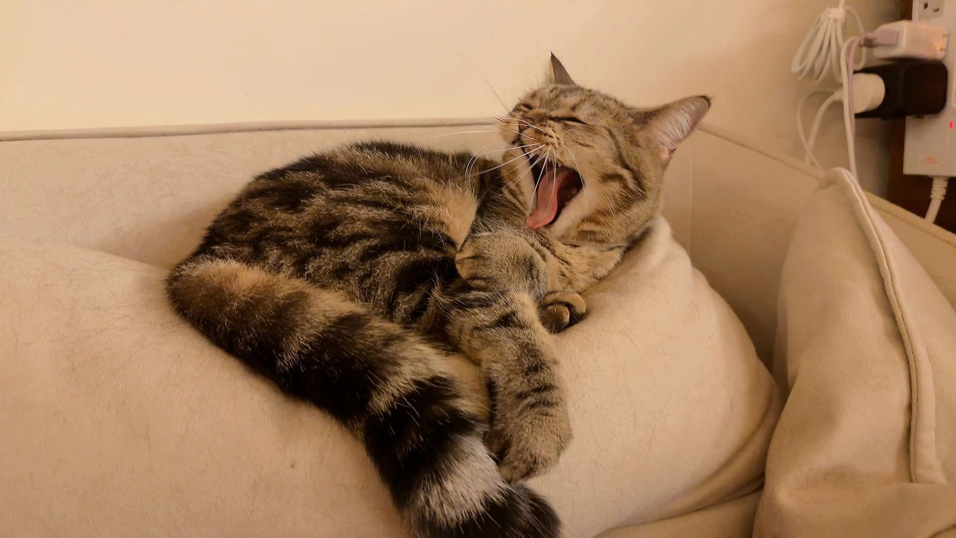 MUSE ARISTO 繆思雅集在規劃寵物健康宅時，與寵物貓的互動