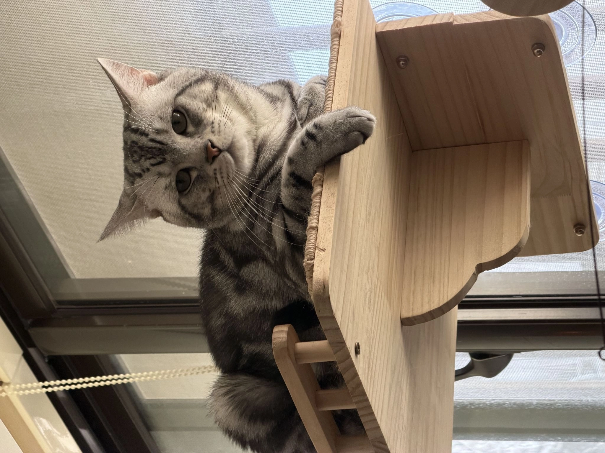 MUSE ARISTO 繆思雅集與多隻貓的生活日常