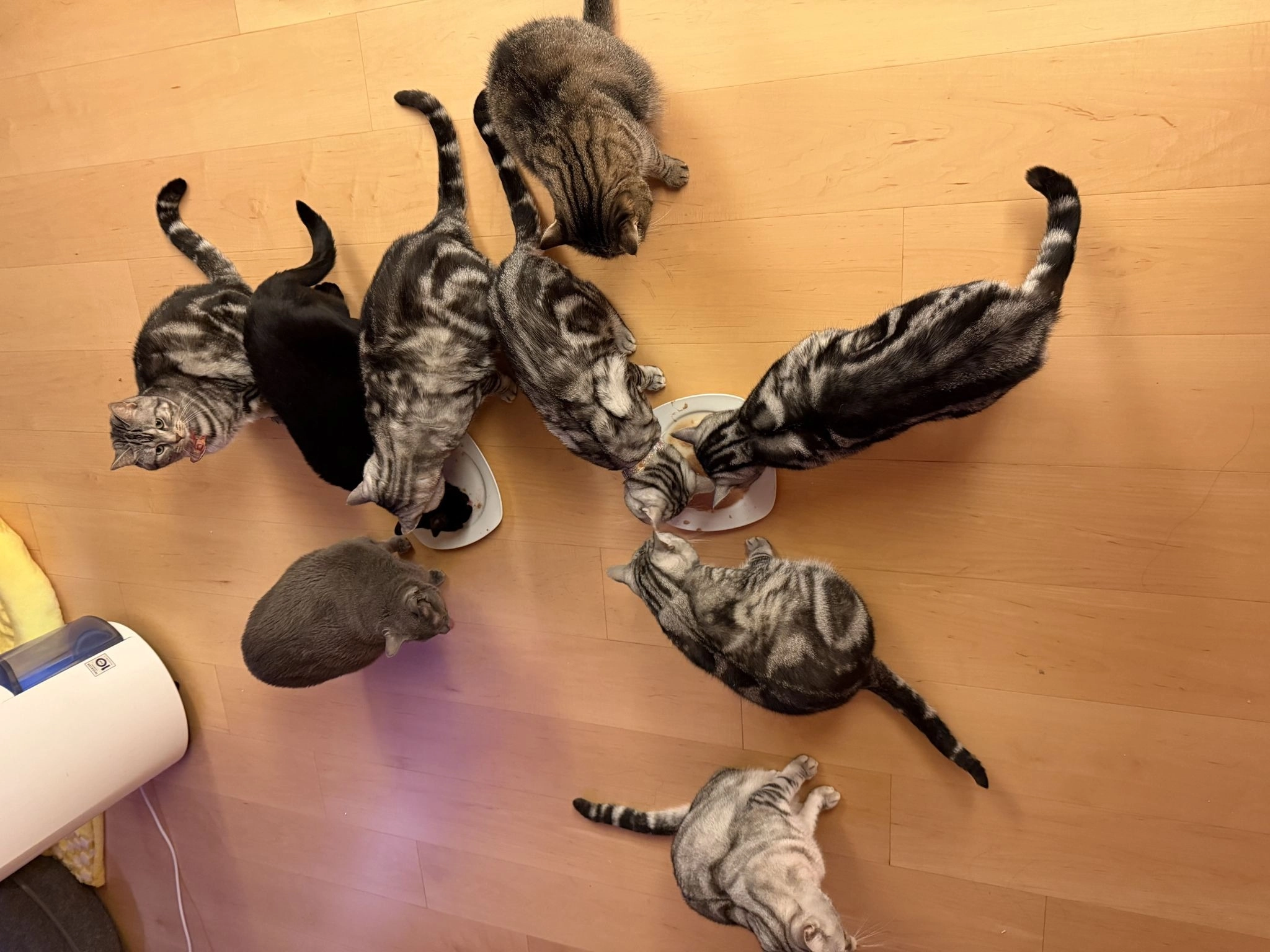 MUSE ARISTO 繆思雅集與多隻貓的生活日常