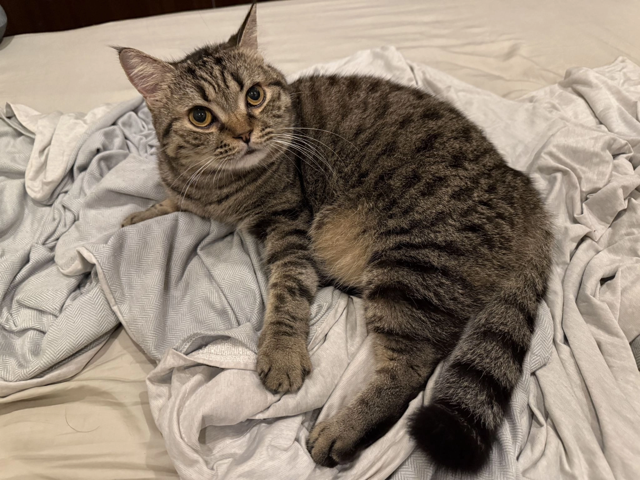 MUSE ARISTO 繆思雅集與多隻貓的生活日常